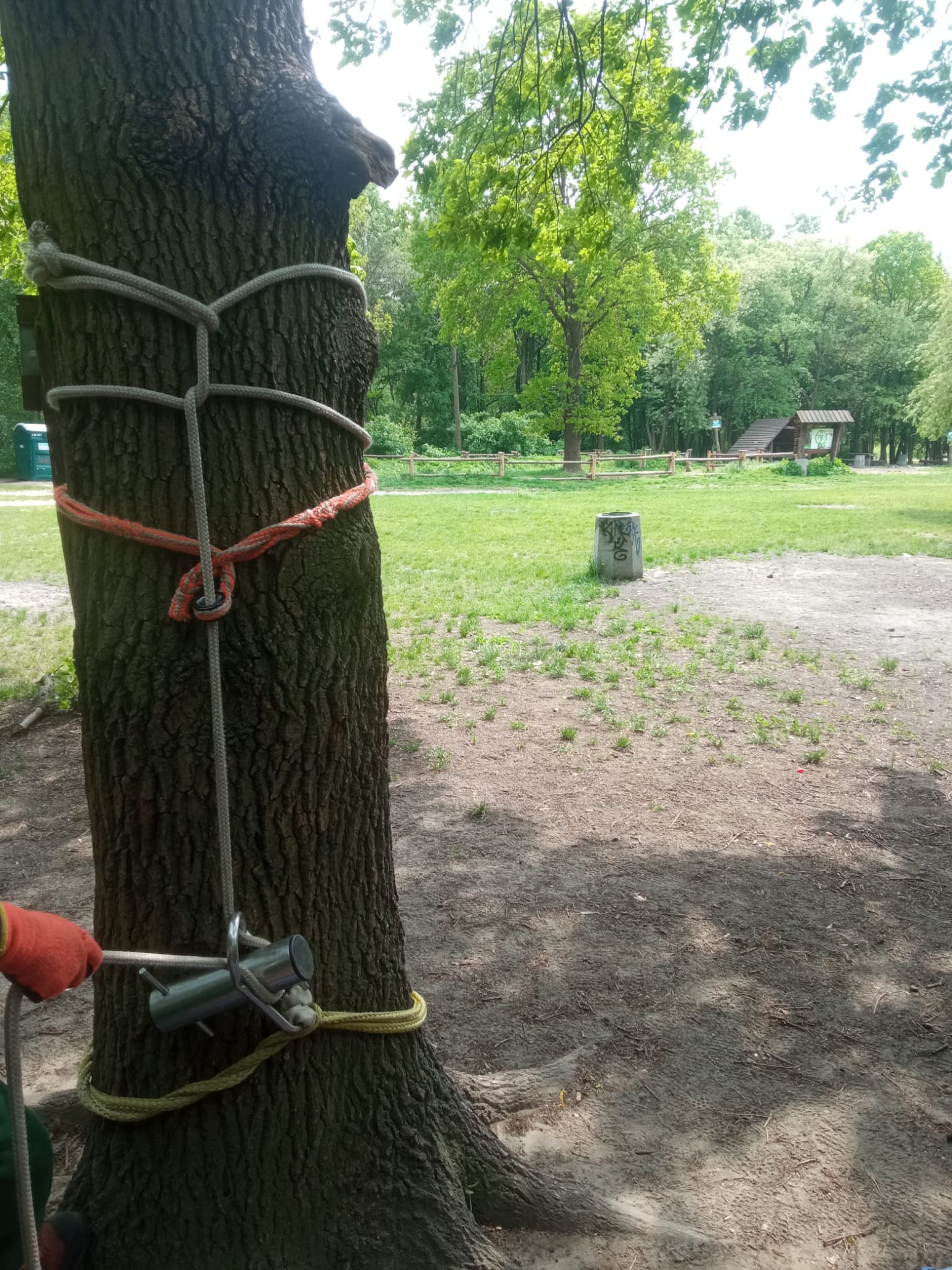 System opuszczania urobku - bezpieczna wycinka drzew. Cylinder arborystyczny i system linowy do bezpiecznego opuszczania gałęzi zamontowany na pniu drzewa podczas wycinki sekcyjnej.