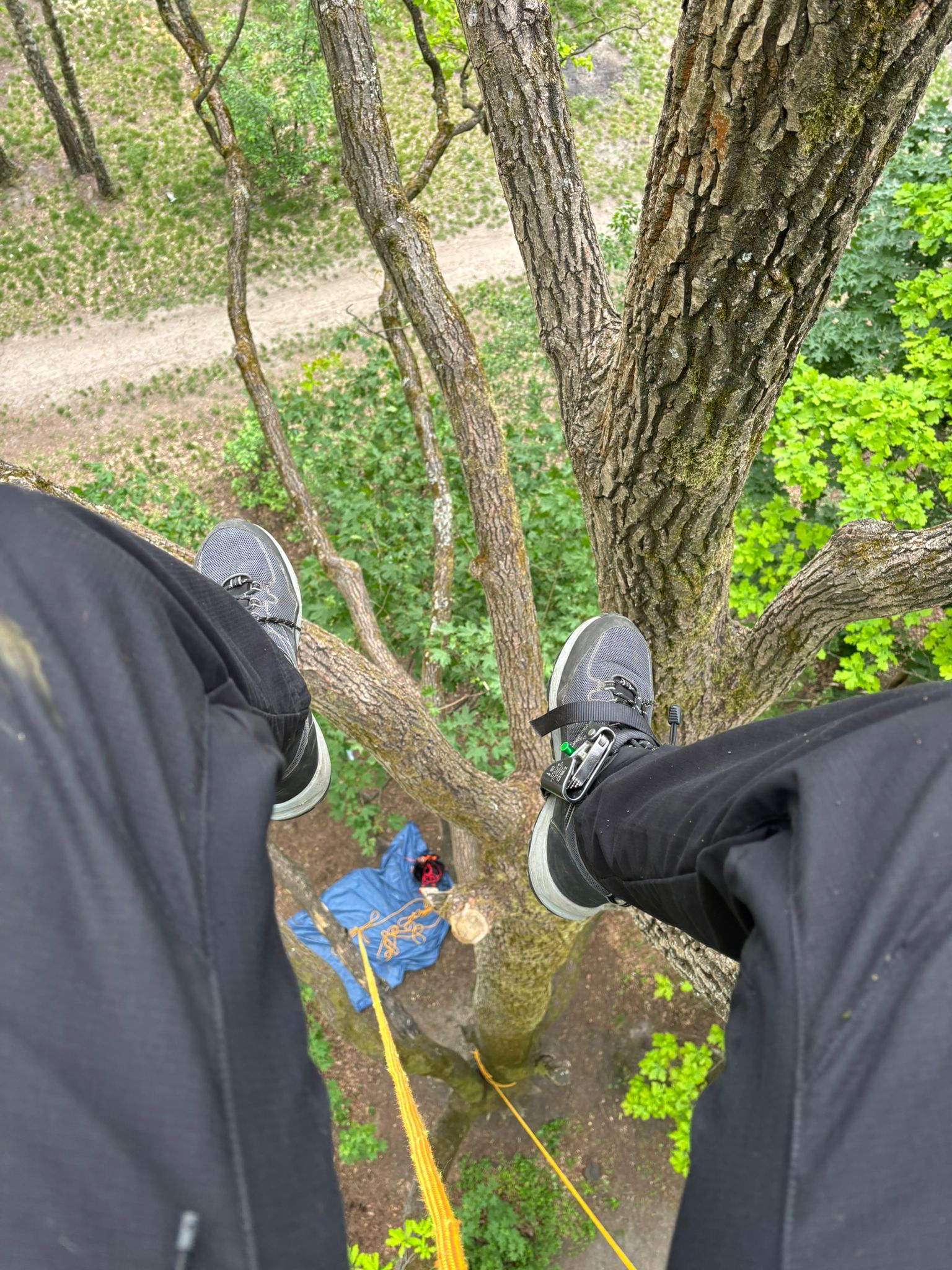 Praca arborysty na wysokości technikami dostępu linowego. Widok z perspektywy arborysty w koronie drzewa z widoczną liną asekuracyjną i zabezpieczeniem terenu na ziemi.
