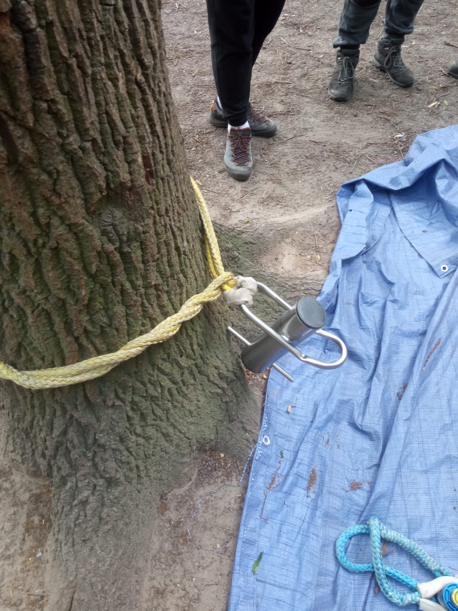 Sprzęt do bezpiecznej wycinki sekcyjnej i riggingu. Cylinder do kontrolowanego opuszczania konarów przymocowany do podstawy drzewa przy rozłożonej plandece ochronnej.