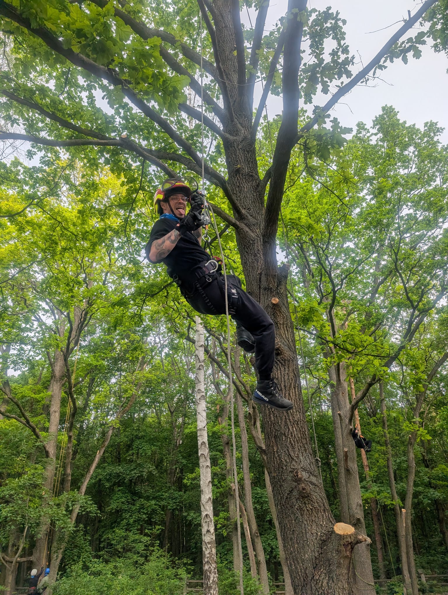 Licencjonowany arborysta podczas pracy na drzewie. Uśmiechnięty arborysta w uprzęży i kasku ochronnym zawieszony na linie podczas prac wysokościowych w koronie drzewa.