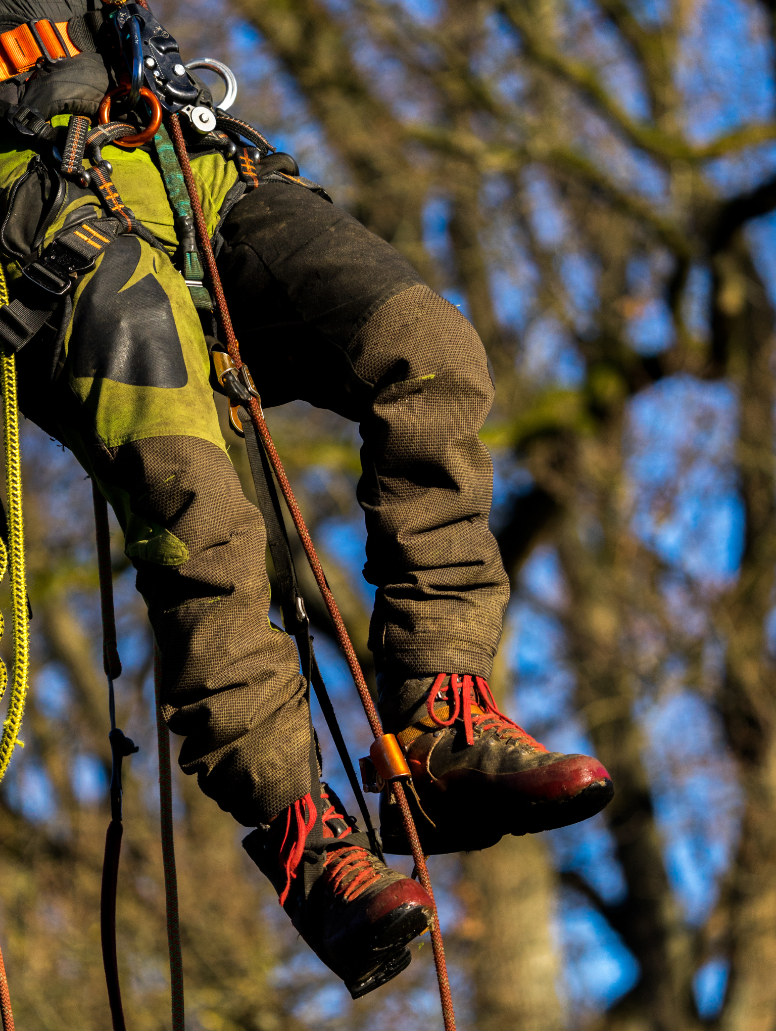 Certyfikowany sprzęt arborystyczny i techniki linowe. Nogi arborysty w spodniach antyprzecięciowych i uprzęży zawieszonego na linach alpinistycznych na tle drzew.